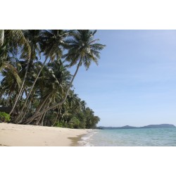 Bord de Mer à Koh Kood 3 Rai