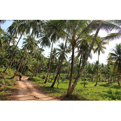 Koh Kood 2 Rai