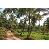 Koh Kood 2 Rai